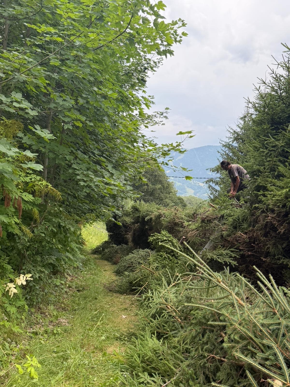 Chantier JM Élagage Épagny Metz-Tessy — réalisation 6
